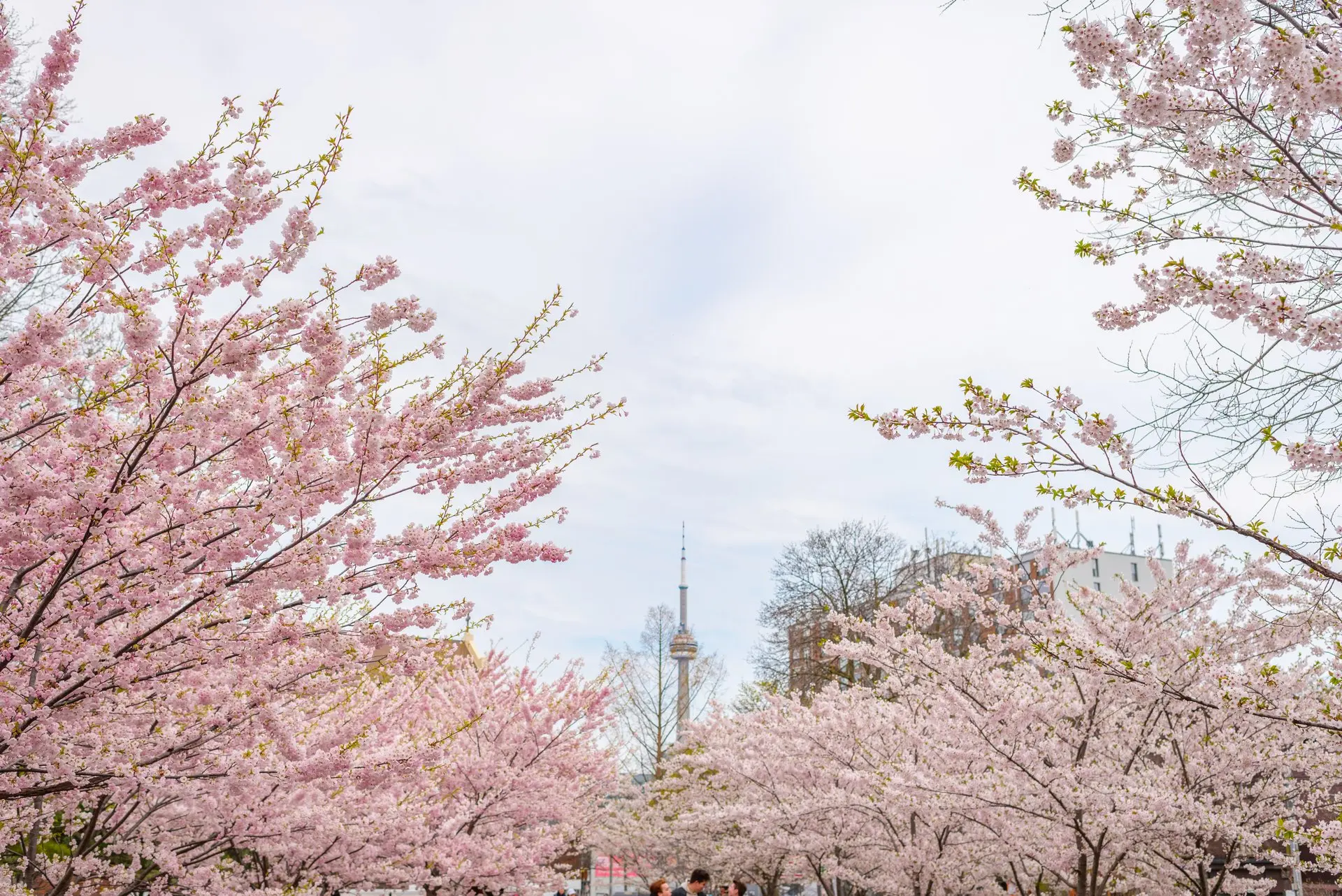 Photo of cherry blossoms bloom in spring at Trinity Bellwoods Park